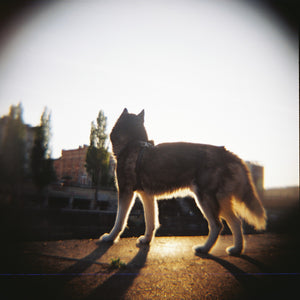Lomography 100asa litfilma 3pack